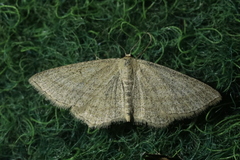 Scopula virgulata