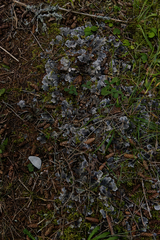 Peltigera