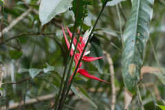 Heliconiaceae