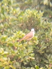 Pycnonotus sinensis sinensis