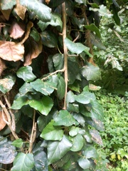 Hedera colchica