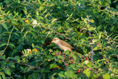 Lanius collurio