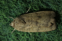 Noctua interjecta