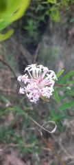 Pimelea linifolia