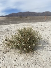Lepidium fremontii