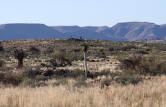 Aloidendron dichotomum