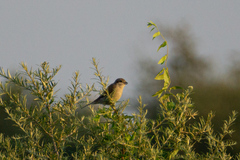 Lanius collurio