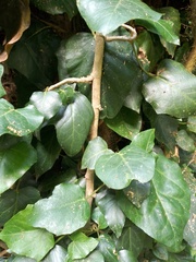 Hedera colchica