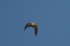 Larus michahellis