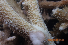 Acropora muricata
