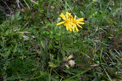 Jacobaea abrotanifolia