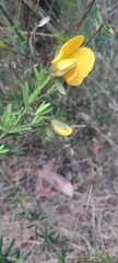 Gompholobium latifolium