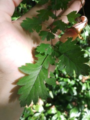Crataegus pentagyna
