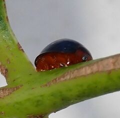 Chilocorus nigritus