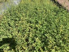 Agrimonia pilosa japonica