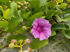 Ipomoea pes-caprae