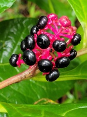 Phytolacca japonica