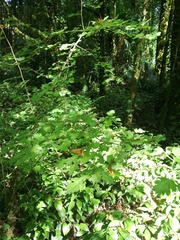 Crataegus pentagyna