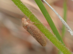 Ponana
