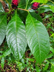 Phytolacca japonica