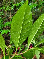 Phytolacca japonica