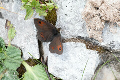 Erebia