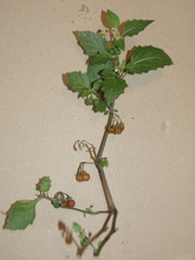Solanum villosum