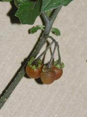 Solanum villosum