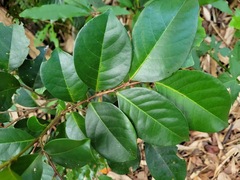Glochidion rubrum