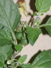 Solanum villosum