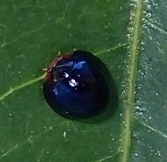 Chilocorus nigritus
