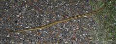 Thamnophis proximus orarius