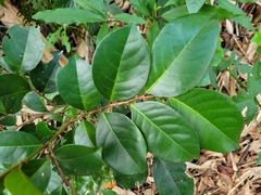 Glochidion rubrum
