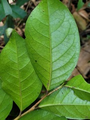 Glochidion rubrum