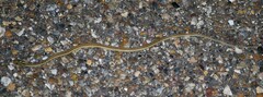 Thamnophis proximus orarius