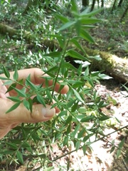 Ruscus aculeatus