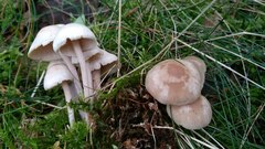 Collybiopsis confluens