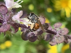 Apis florea