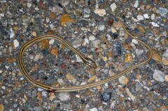 Thamnophis proximus orarius