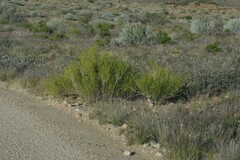 Monechma spartioides