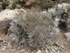 Dyerophytum africanum image