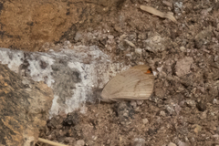 Colotis euippe omphale