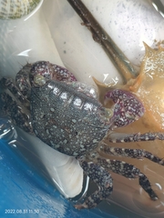 Metopograpsus frontalis