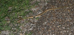 Thamnophis proximus orarius