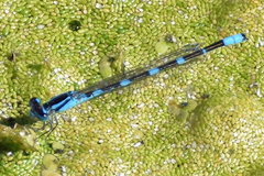 Enallagma carunculatum