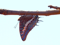 Charaxes saturnus