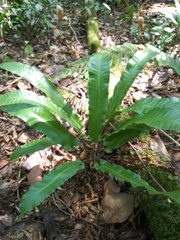 Asplenium scolopendrium