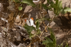 Colotis euippe omphale