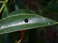 Chilocorus nigritus