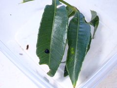 Chilocorus nigritus
